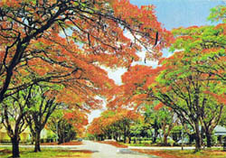 The Gulmohar Tree1.jpg